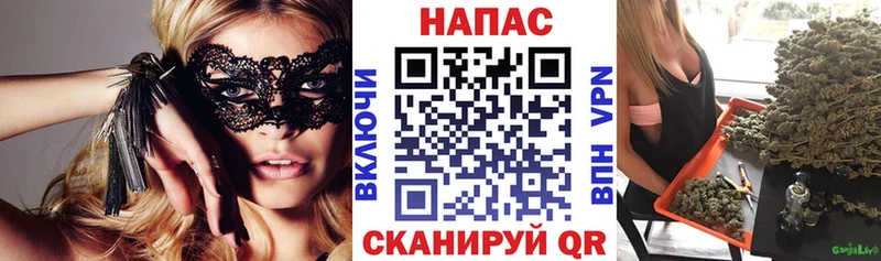 Канабис планчик  Новоаннинский 